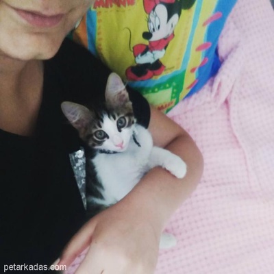 Acil Geçici/ Kalıcı Yuva İzmir Bebek Kedi, İzmir