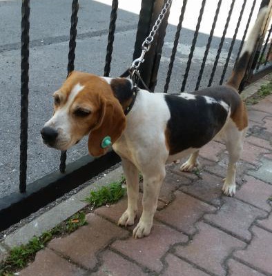 Beagle, Dişi, 2-3 Yaşında, İstanbul