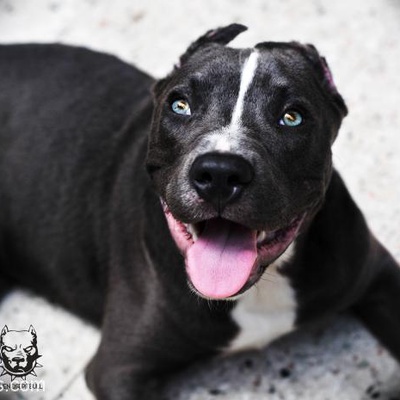 Ares Pitbull Blue Nose, İstanbul