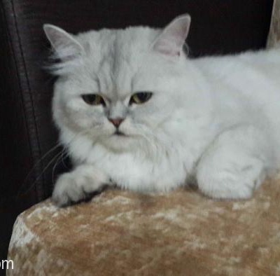 Kayıp Silver Chinchila Dişi Kedi 3 Yaşında Mersin/Yenişehir, İçel (Mersin), İçel (Mersin)