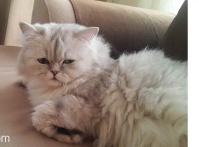 Kayıp Silver Chinchila Dişi Kedi 3 Yaşında Mersin/Yenişehir, İçel (Mersin), İçel (Mersin)