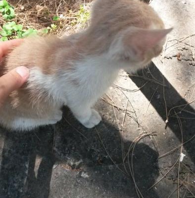 Yavru Kedi, Antalya