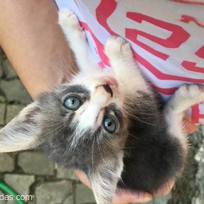 Annesi Tarafından Terkedilmiş Yavru Kedi, İstanbul