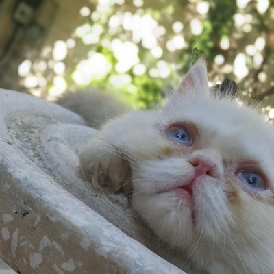 Çakır Mavi Gözler Ve Bembeyaz Tüy İle Oyun Kedisi-, Gaziantep