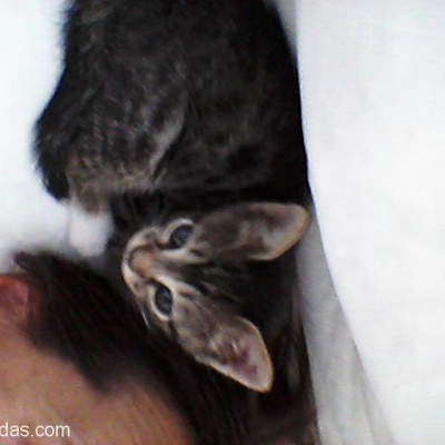 Saçların Arasında Uyuyan Kucak Kedisi, İstanbul