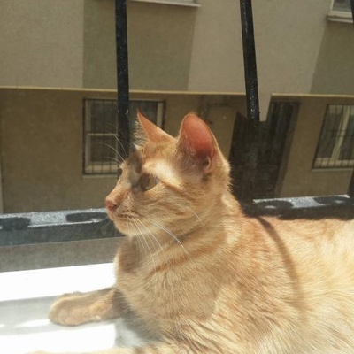 Sarı Kediye Yuva Arıyoruz, İzmir