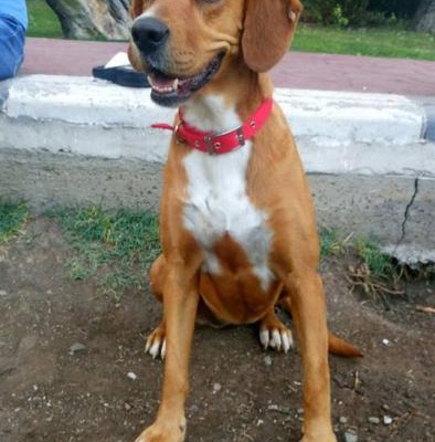 Sadece Ankara İçin Oyuncu Eğitimli Sevimli Labrador, Ankara