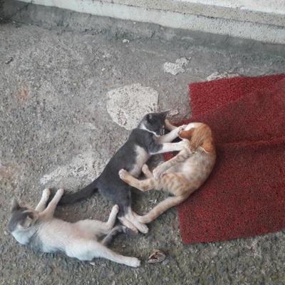 Tuzla'Lada Sahiplerini Bekleyen Kedi Yavruları, İstanbul