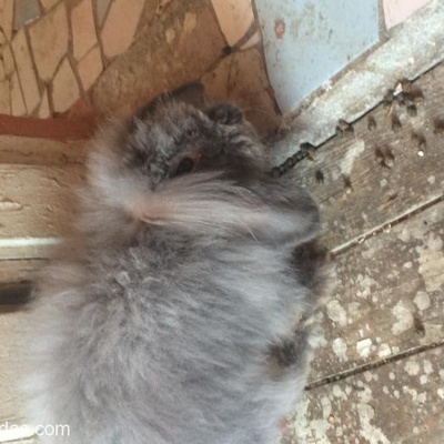 9 Aylık Hollanda Lop Tavşanı, İzmir