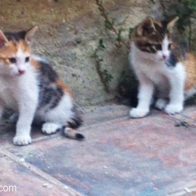 Acil/ 3 Kız Kardeş Bebek Kedi Yuva Arıyor!, İstanbul