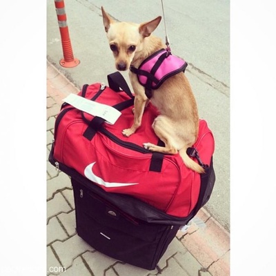 Chihuahua Cinsi Köpeğimi Sahiplendirmeyi Dülünüyorum, Ankara