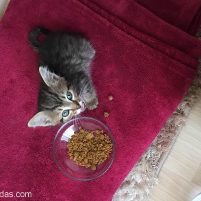 Minik Yavru Kedi Ev Arıyor, Ankara