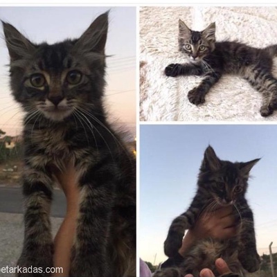 Kırıkkale- Yakışıklı Kedi İsteyen, Ankara