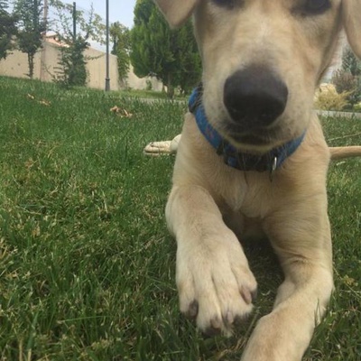 Labrador-Golden Kırması Yaklaşık 6 Aylık Yavru Dişi, Ankara