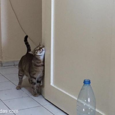 Yaklaşık 1 Yaşında İnanılmaz Cana Yakın Bir Kedi, İzmir, İzmir