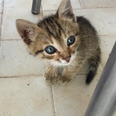 Yavru Erkek Kedi Ev Arıyor, İzmir