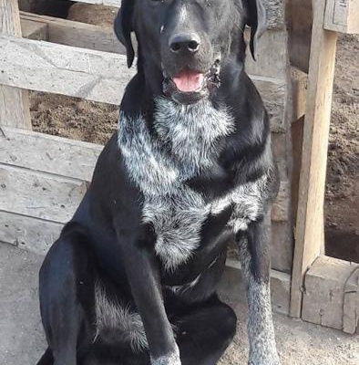 Labrador Melezı Cok Iyı Huylu Omurluk Yuva Arıyor, Bursa