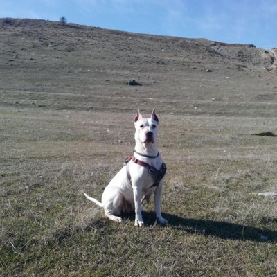 Dogo Arjantin Cinsi Köpeğime Bir Süreliğine Yuva Arıyorum, Ankara