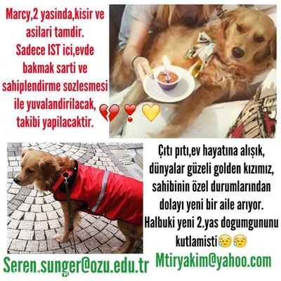 Küçükhanım Marcy'E Kendi Gibi Şirin Bir Yuva, İstanbul
