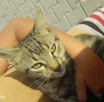 Aç Ve Sevgiye Muhtac Bir Kedi !, İstanbul