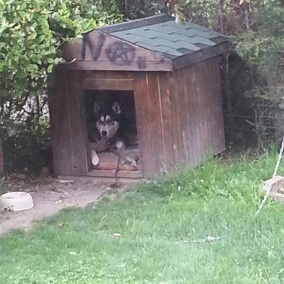 Köpeğime Bahçeli Bir Yuva Arıyorum, Ankara