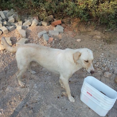 Golden Ve Labrador Kırması Kardeşler Yuva Arıyor, İzmir
