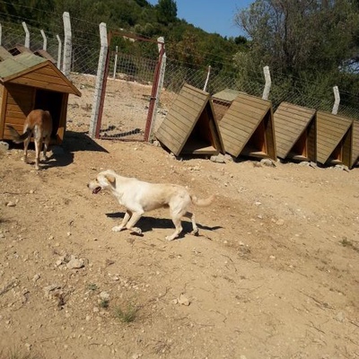 Golden Ve Labrador Kırması Kardeşler Yuva Arıyor, İzmir