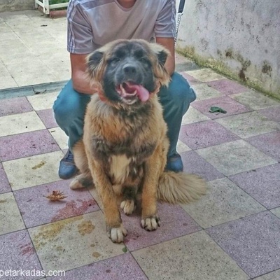 Ücretsiz Acil !!! 9 Aylık Erkek Çoban Köpeği, İstanbul