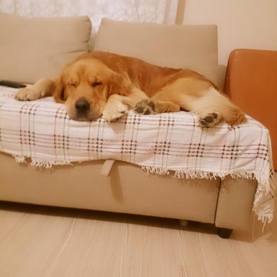 Köpeğimi Sahiplendiriyorum Bahçeli Ve Güvenli Biryere, İstanbul