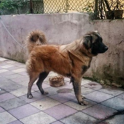 Acil Ücretsiz !!! 9 Aylık Erkek Çoban Köpeği, İstanbul