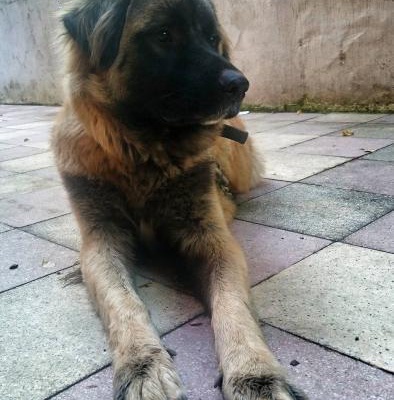 Acil Ücretsiz !!! 9 Aylık Erkek Çoban Köpeği, İstanbul