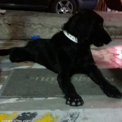 Siyah 7 Aylık Labrador, İstanbul