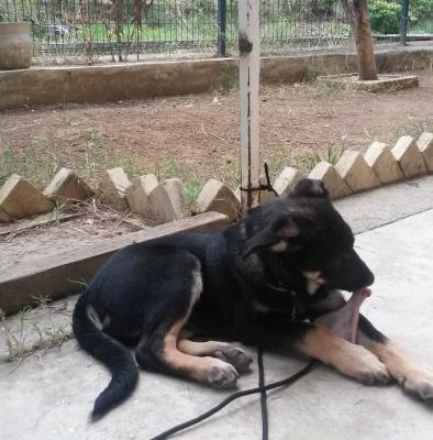 Rottweiler İle Kurt Melezi Olan 3 Aylık Yavrumuz Yuva Arıyor, İstanbul
