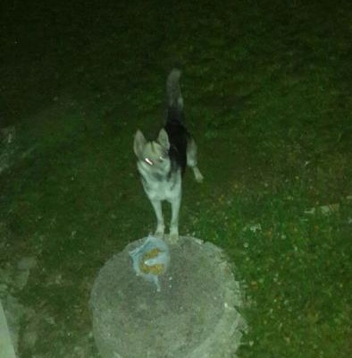 Batıkentte Kaybolmuş Erkek Kurt Köpeği, Ankara