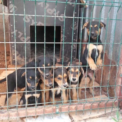 İzmir - 2 Aylık Rottweiler Yavruları, İzmir