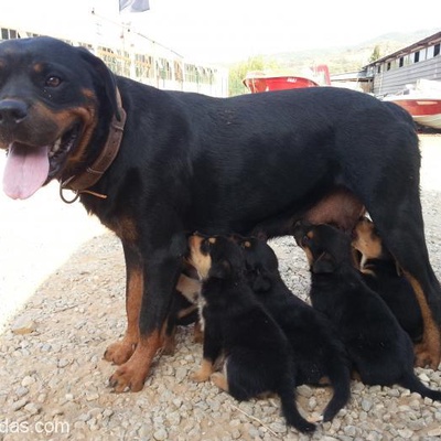 İzmir - 2 Aylık Rottweiler Yavruları, İzmir
