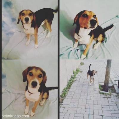 Yakışıklı Beagle Oğlana Ömürlük Yuva, İstanbul