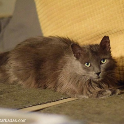 Luna Yuva Arıyor Kedi Bakmış Deneyimli Aileler Tercih, İstanbul