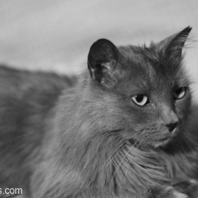 Luna Yuva Arıyor Kedi Bakmış Deneyimli Aileler Tercih, İstanbul