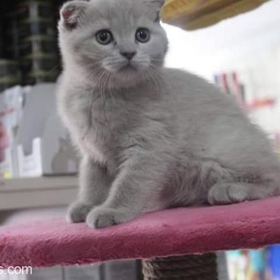 Gercek Kedi Dostu Kişilere Ücretsiz Sahiplendirmek İstiyorum, Gümüşhane