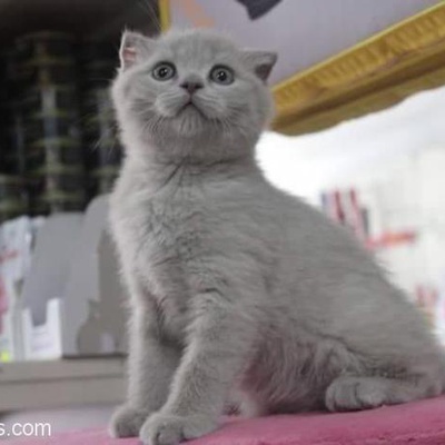 Gercek Kedi Dostu Kişilere Ücretsiz Sahiplendirmek İstiyorum, Gümüşhane