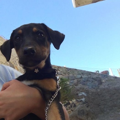 4 Aylık Rottweiler Melezi Kızımız Ömürlük Yuvasını Arıyor!!, İzmir