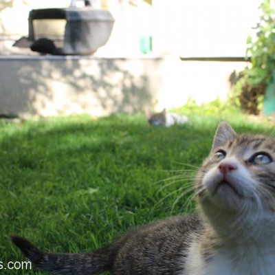 İki Aylık, Sağlıklı Ve Oyuncu Kedi, Ankara