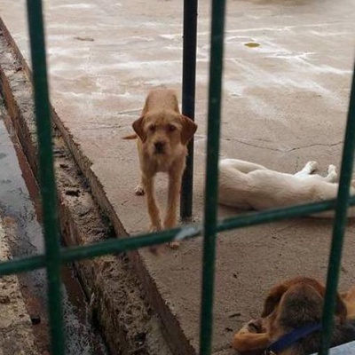 Sakallı Terrier Yuva Arıyor, Edirne