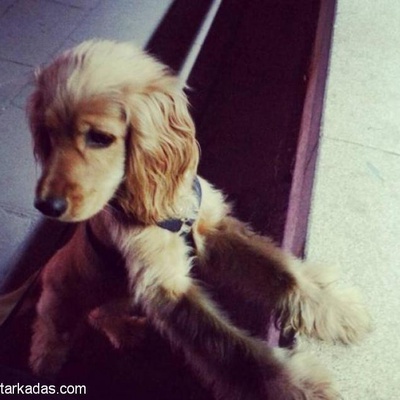 Çok Sevdiğim Köpeğimi Rahat Edebileceği Bir Aileye Sahiplendirmek Zorundayım, Ankara