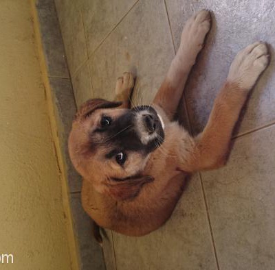 Yavru Av Köpeği, Çanakkale