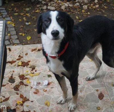 Rudy - Border Collie, İstanbul