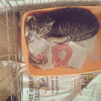 Sakat Yavru Kedi Yuvasını Arıyor, İstanbul