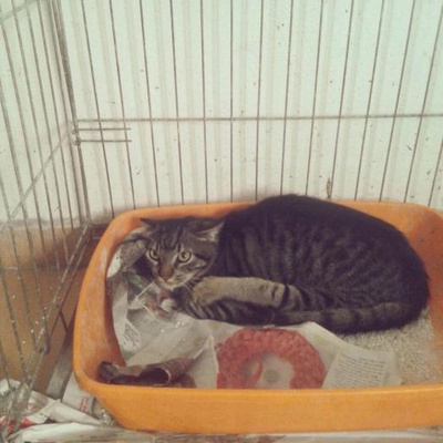 Sakat Yavru Kedi Yuvasını Arıyor, İstanbul