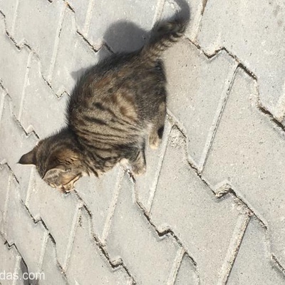 Muhtac Bi Kedi, Ankara